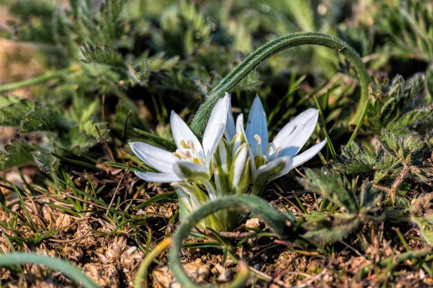 Sentiment de printemps dans le jardin bulbe fleurs fleur puschkinia est un genre de trois espèces connues de