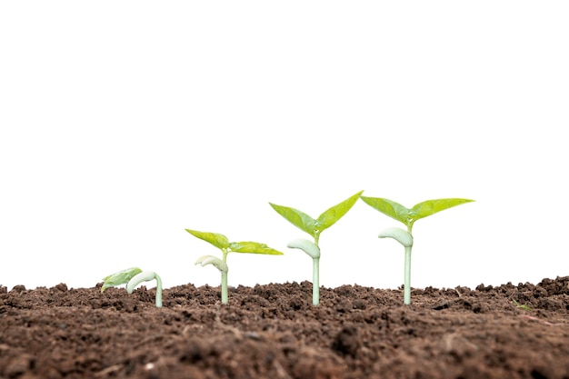 La séquence de croissance d'une plante ou d'un arbre poussant du sol sur un fond blanc