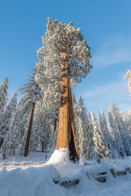 Séquoia géant dans la forêt en hiver