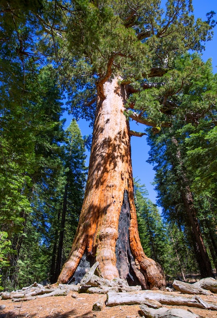 Séquoias dans le bosquet de Mariposa du parc national de Yosemite