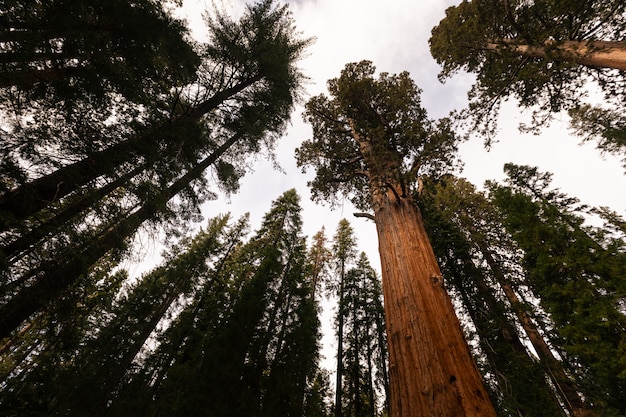 Séquoias dans le parc national de Sequoia, Californie