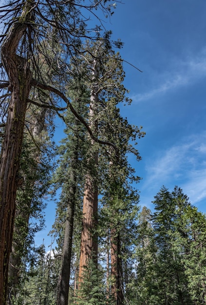 Séquoias géants dans le parc national de Yosemite