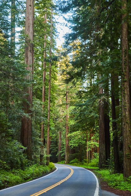 Séquoias le long d'une route propre à travers la forêt