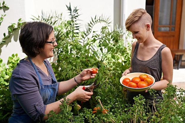 Ce sera parfait pour le dîner de ce soir Deux femmes cueillant des tomates du jardin dans leur jardin