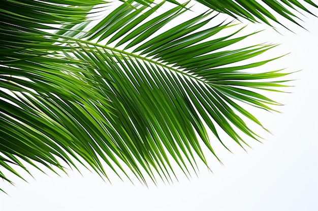 La sérénité verte Les feuilles de palmier isolées contre un blanc vierge