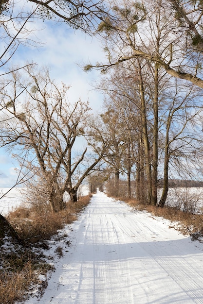 Photo série d'arbres nus, qui poussent du gui en hiver.