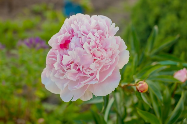 Série de fleurs d&#39;été, belles fleurs de pivoine rose dans le jardin