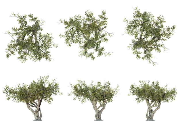 une série de quatre images d'arbres avec le mot olives sur eux