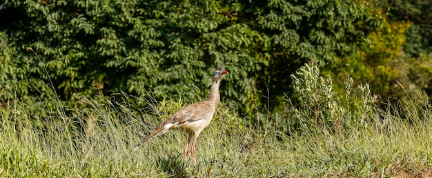 Seriema au crépuscule en bordure de forêt