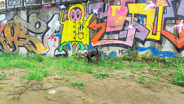 Un sérieux American Staffordshire Terrier pur-sang fait pipi sur un mur avec des graffitis