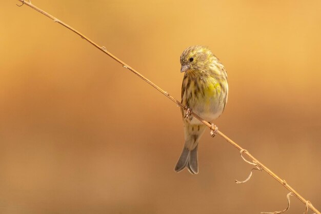 Serin européen Serinus serinus Malaga Espagne