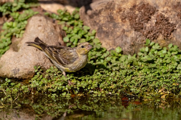 Serin européen (Serinus serinus) Malaga, Espagne