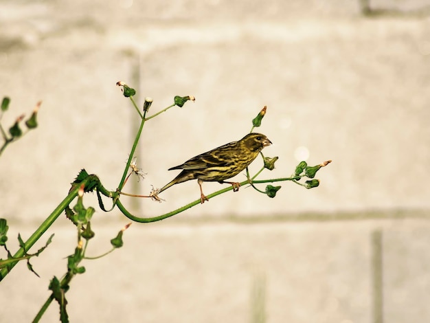 Serin de nidification