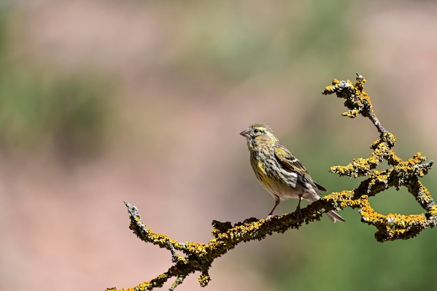 Serinus serinus le verdigris ou serin est une espèce de passereau de la famille des fringillidae