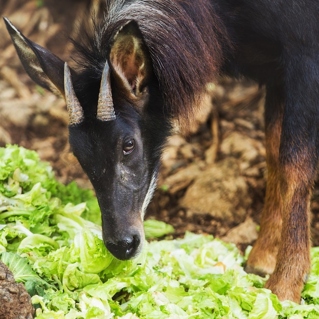 Serow, l&#39;espèce menacée en Thaïlande