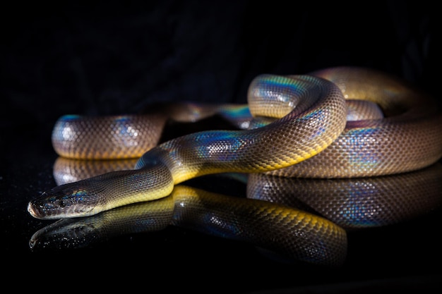 Serpent arc-en-ciel unique Python d'eau Liasis fuscus isolé sur miroir noir