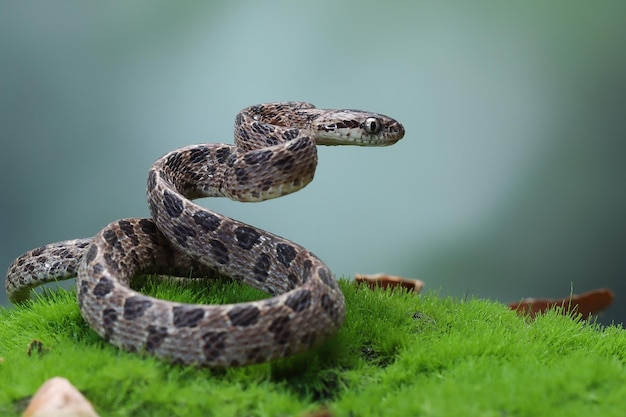 Serpent Boiga multo maculata gros plan sur fond naturel