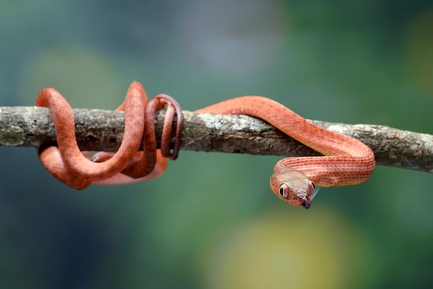 Un serpent sur une branche avec un anneau rouge autour de sa bouche