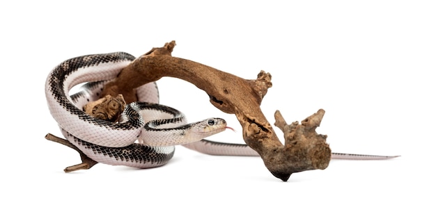 Serpent sur une branche, isolé sur blanc