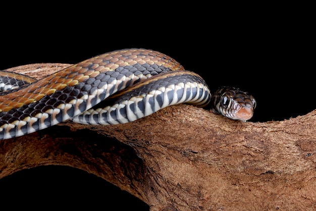 Un serpent sur une branche avec la tête tournée sur le côté