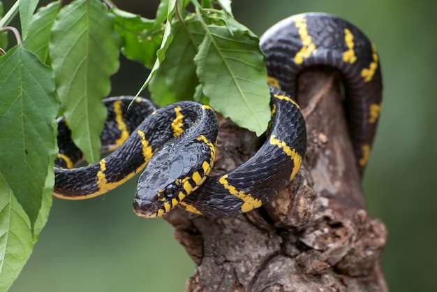 Serpent chat annelé d'or enroulé autour d'une branche d'arbre