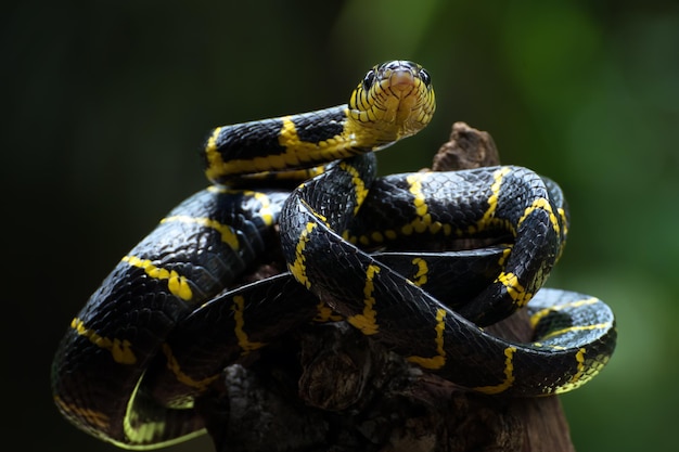 Le serpent chat aux anneaux d'or dans diverses positions