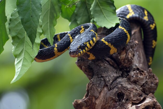 Le serpent chat aux anneaux d'or dans diverses positions