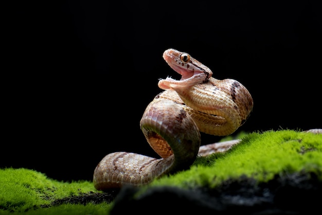 Serpent chat à dents de chien en position d'attaque