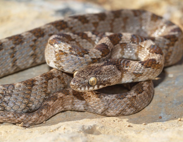 Serpent chat méditerranéen, Telescopus fallax, serpent soosan