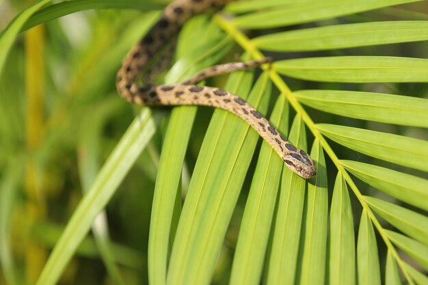 Serpent de chat à plusieurs points