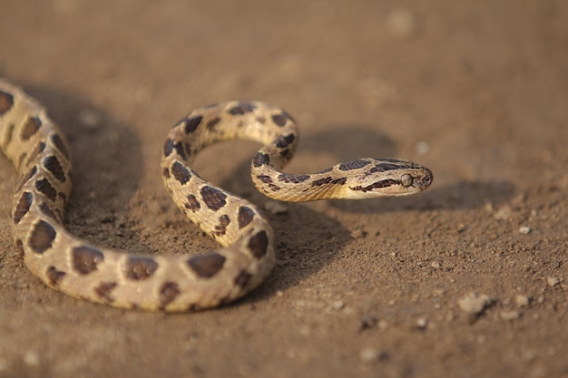 Serpent de chat à plusieurs points