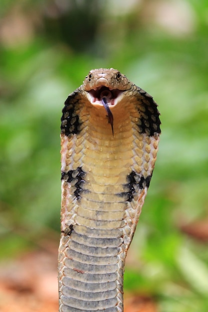 Photo serpent cobra royal