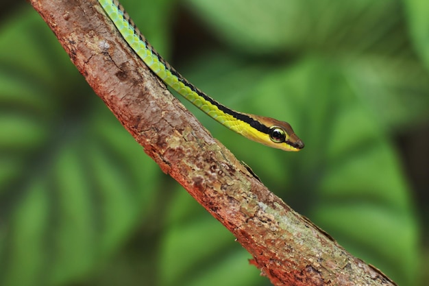 Le serpent de corde est une espèce de serpent arboricole et est répandu de l'Inde à l'archipel indonésien