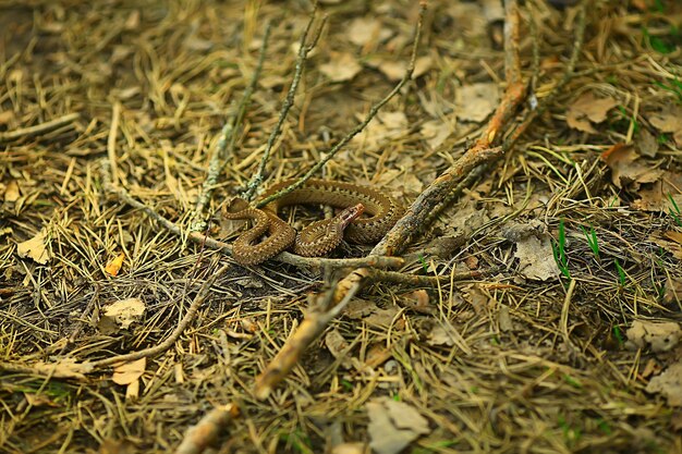 serpent dangereux venimeux, vipère à l'état sauvage, marais de Russie