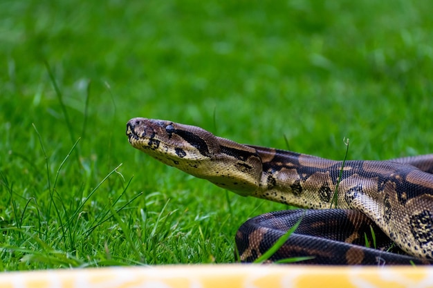 Photo un serpent dans l'herbe