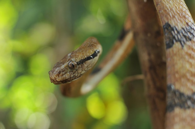 Le serpent à dents de chien est une espèce de serpent nocturne endémique d'Asie