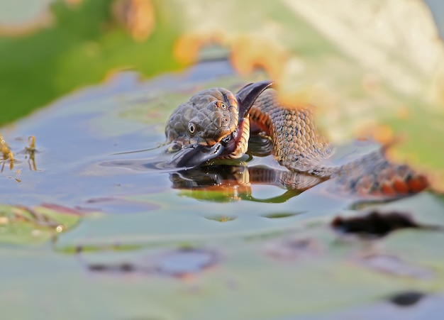 Le serpent dés (Natrix tessellata) a attrapé un poisson