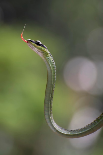 Photo le serpent à dos de bronze dendrelaphis formosus sur une branche d'arbre
