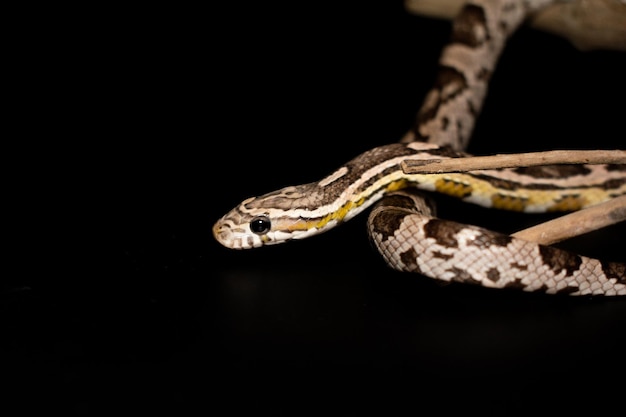 Serpent du maïs anérythrist isolé sur fond noir