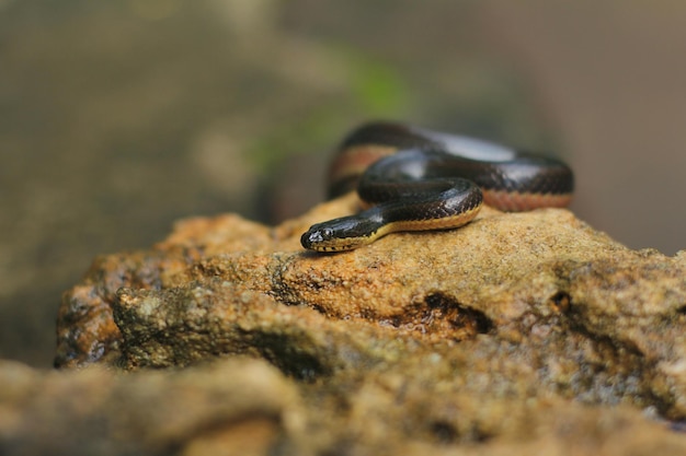 Le serpent d'eau arc-en-ciel Enhydris enhydris est endémique de la zone tropicale d'Indonésie