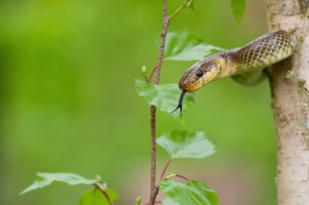 Serpent D'esculape Grimpant à Un Arbre Dans La Forêt D'été Avec Fond Vert