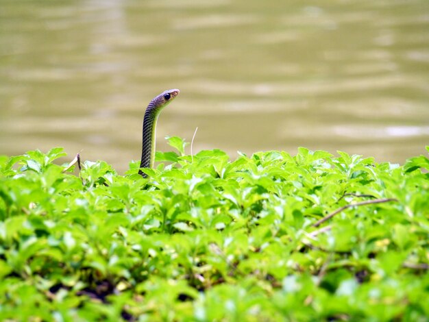 Serpent à l&#39;état sauvage