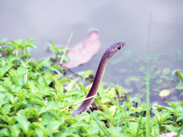 Serpent à l&#39;état sauvage