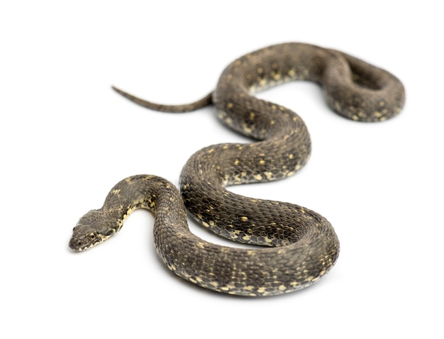 Serpent fouet vert, Hierophis viridiflavus, isolé sur blanc