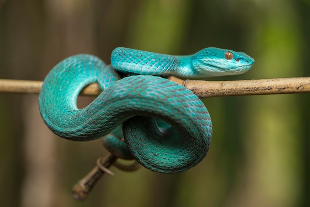 Serpent Insularis bleu (Trimeresurus insularis) White-lipped Island Pit Viper suspendu à une branche