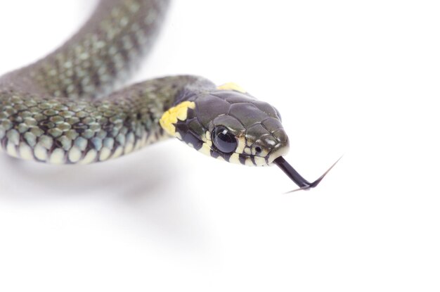 Serpent isolé sur fond blanc