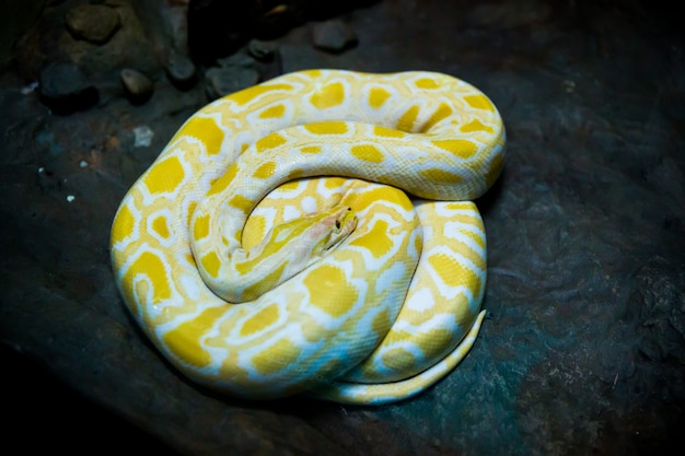 serpent jaune et blanc