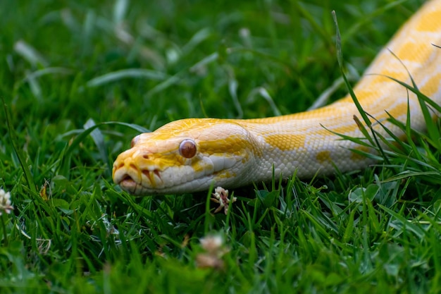 Photo un serpent jaune est couché dans l'herbe.