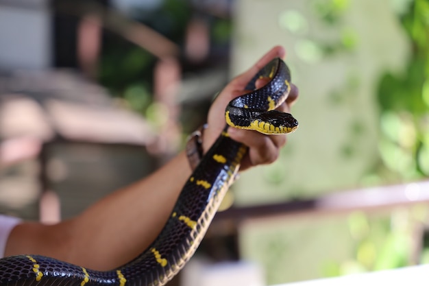 Photo le serpent krait à portée de main en thaïlande