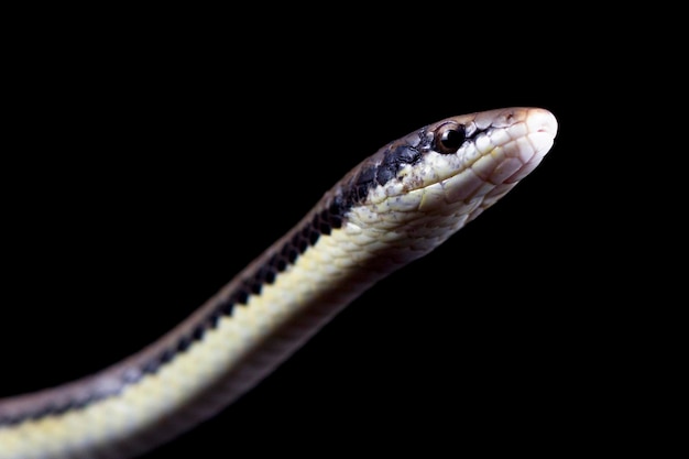 Serpent Liopeltis gros plan sur les feuilles vertes vue latérale du serpent leopeltis avec fond noir